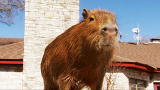 Most Outrageous: Caplin the Capybara