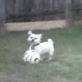 Hilarious Dogs: Doggie Beckham
