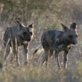 Planet Earth: Pole to Pole: Hunting Dogs