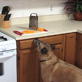 Petfinder: Counter Surfing