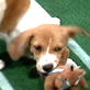 Puppy Bowl II: Toy Time