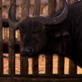 play video on Animal Planet