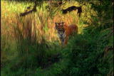 Fooled by Nature: Turbo Tiger