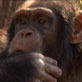 Escape to Chimp Eden: Cozi