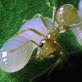 Fooled by Nature Quiz: Ants