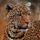 Happy Mother's Day: Leopard Mothers