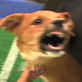 Puppy Bowl III: Brown Dogs Wrestle