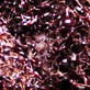 Josh's Video Dairies: Crazy Ants