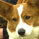 Breed All About It: Cardigan Welsh Corgi