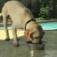 Petfinder: Pool Safety