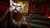 Most Outrageous: The Cat's House