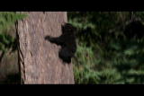 Natural World: Bear Climbing