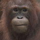 play video on Discovery Channel