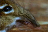 Fooled by Nature: Elephant Shrew Navigator