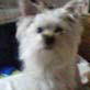 Bissell Pet Games Week 7: Daisy Duke Sings
