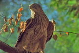 Fooled by Nature: Goshawk