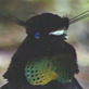 Planet Earth: Jungles: Birds of Paradise Display