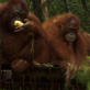 Orangutan Island: Daily Rituals