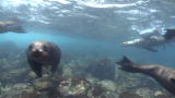 Wild Pacific: Sea Lion vs Fish