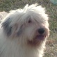 Old English Sheepdog