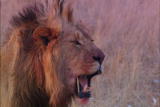 Lion Feeding Frenzy: Lion Feeding Frenzy