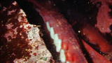 Lost Tapes: Oklahoma Octopus