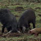 Pig Bomb: The Ruinous Pig
