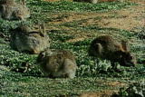 Weird True & Freaky: Outback Rabbit Invasion