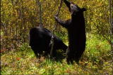 Ms. Adventure: Bear Scents