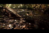 play video on Discovery Channel