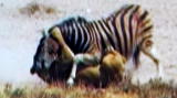 Untamed and Uncut: Zebra Escapes Lion's Jaws