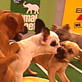 Puppy Bowl III: Hard Hit