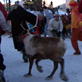 Human: Reindeer vs Humans