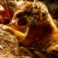 Tiger: Spy in the Jungle: Coming This Sunday