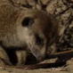play video on Animal Planet