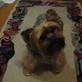 Bissell Pet Games Week 5: Petey's video