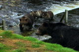 Planet’s Best: Grizzlies Fishing
