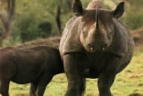 What's To Love: Rhinoceros Temperament