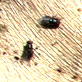 News: Death Munching Blow Flies