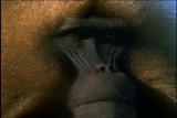 Fooled by Nature: Baboon Harems