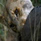 Killer Clips: Lion vs. Warthog