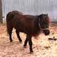 The Pet Psychic: Fantasy the Mini Horse