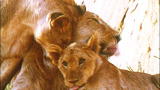 A Lion Called Christian: Christian the Lion Reunion Ext ...