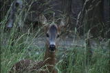 Weird True & Freaky: Unicorn Deer