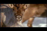 Natural World: Caribou Matriarchs