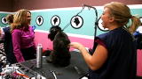 Groomer Has It 2: High Strung Groomers