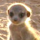 Meerkat Manor: Top 10 Moments Season 1 and Season 2