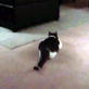 Bissell Pet Games Week 6: Winnie Hunting Feathers