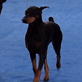 AKC/Eukanuba: Paris the Doberman Pinscher