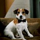 Jack Russell Terrier Video